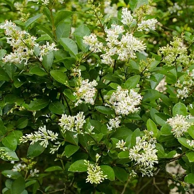 Бирючина  Бирючина в Оренбурге