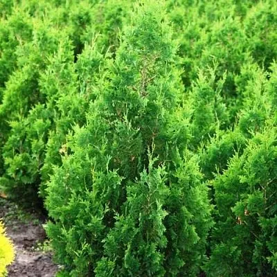 Туя СПИРАЛИС западная в Оренбурге