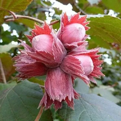 Фундук СКАРЛЕТТ в Оренбурге