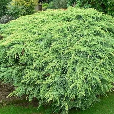 Можжевельник ХОЛГЕР чешуйчатый  Можжевельник ХОЛГЕР чешуйчатый в Оренбурге