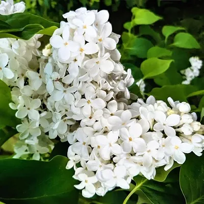 Сирень МАЛЕНЬКИЙ ПРИНЦ в Оренбурге