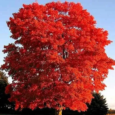 Дуб красный   Дуб красный  в Оренбурге