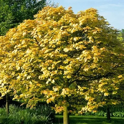 Клен ложноплатановый  Клен ложноплатановый в Оренбурге