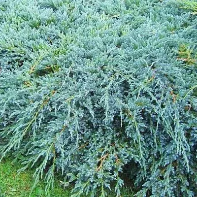 Можжевельник БЛЮ КАРПЕТ чешуйчатый  Можжевельник БЛЮ КАРПЕТ чешуйчатый в Оренбурге