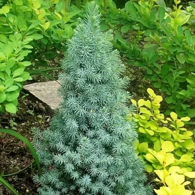 Ель КОНИКА сизая  Ель КОНИКА сизая в Оренбурге