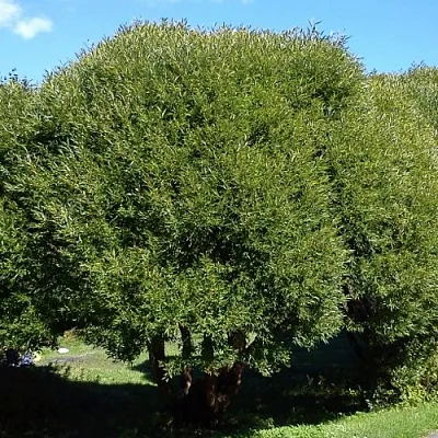 Ива ломкая   Ива ломкая  в Оренбурге