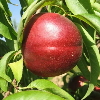 Нектарин ФАНТАЗИЯ в Оренбурге