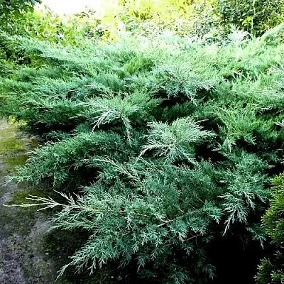 Можжевельник ПФИТЦЕРИАНА ГЛАУКА средний  Можжевельник ПФИТЦЕРИАНА ГЛАУКА средний в Оренбурге