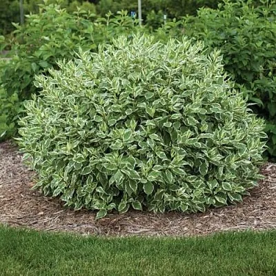 Дерен ЭЛЕГАНТИССИМА белый  Дерен ЭЛЕГАНТИССИМА белый в Оренбурге