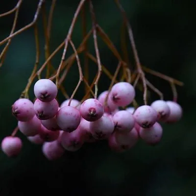 Рябина ПЕКИНСКАЯ сладкоплодная в Оренбурге