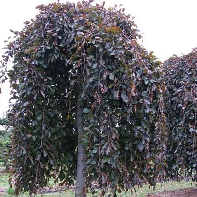 Бук Бук в Оренбурге