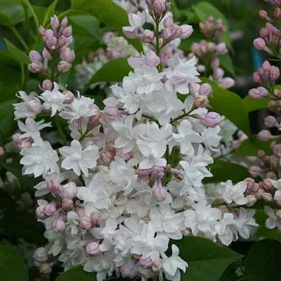 Сирень КРАСАВИЦА МОСКВЫ  Сирень КРАСАВИЦА МОСКВЫ в Оренбурге