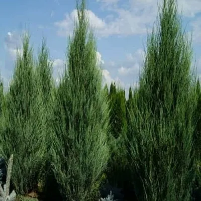 Можжевельник СКАЙРОКЕТ скальный  Можжевельник СКАЙРОКЕТ скальный в Оренбурге