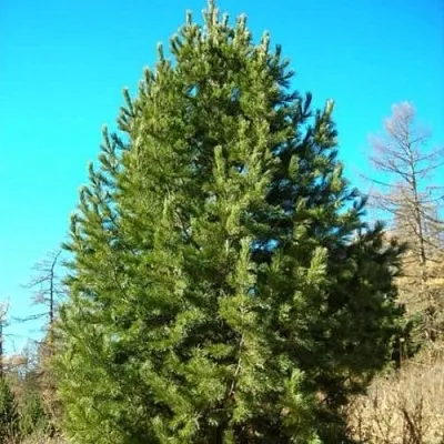 Сосна кедровая сибирская  Сосна кедровая сибирская в Оренбурге