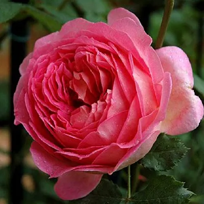 Саженцы роз ДЖУБИЛИ СЕЛЕБРЕЙШН английская в Оренбурге