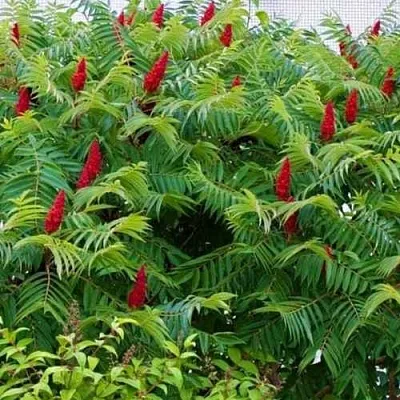 Сумах  Сумах в Оренбурге