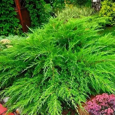 Можжевельник МИНТ ДЖУЛЕП средний  Можжевельник средний Mint Julep (МИНТ ДЖУЛЕП) в Оренбурге