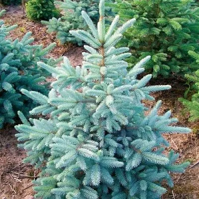 Ель КЕЙБАБ колючая  Ель КЕЙБАБ колючая в Оренбурге