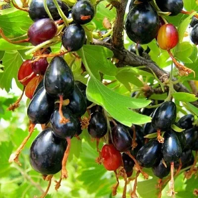 Смородина золотистая БОКАЛИНСКАЯ в Оренбурге