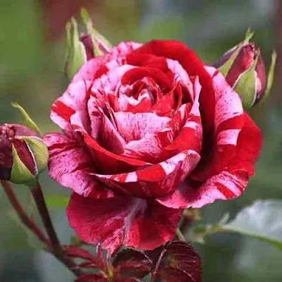 Саженцы роз ДИП ИМПРЕШН флорибунда в Оренбурге