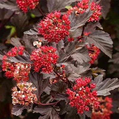 Пузыреплодник РЕД БАРОН  Пузыреплодник РЕД БАРОН в Оренбурге