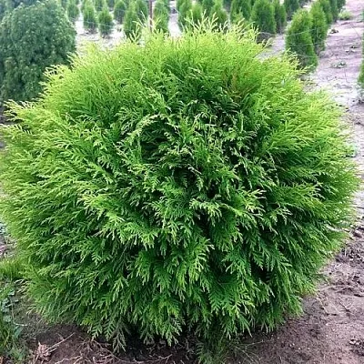 Туя ЛИТЛ ЧЕМПИОН западная в Оренбурге