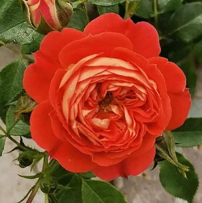 Саженцы роз СТАРЛЕТ РОУЗ КАРМЕН плетистая  Саженцы роз СТАРЛЕТ РОУЗ КАРМЕН плетистая в Оренбурге