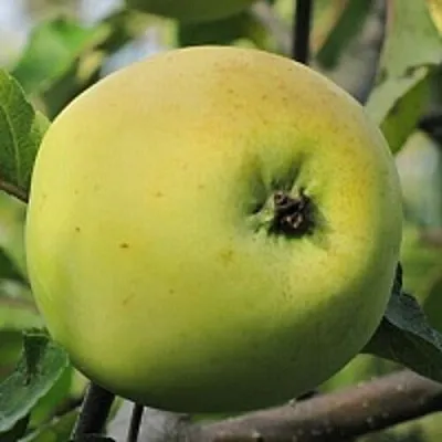 Яблоня РОССИЯНКА  Яблоня РОССИЯНКА в Оренбурге