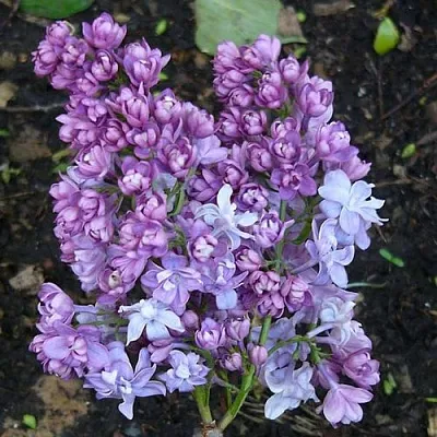 Сирень НАДЕЖДА в Оренбурге