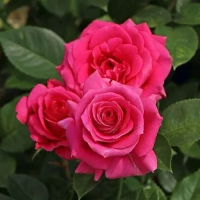 Саженцы роз ЛАВ ЛЕТТЕР флорибунда  Саженцы роз ЛАВ ЛЕТТЕР флорибунда в Оренбурге