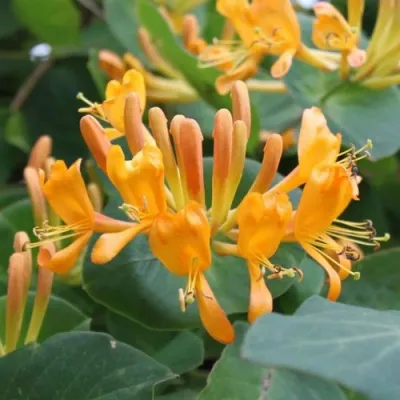 Жимолость ТЕЛЬМАНА в Оренбурге