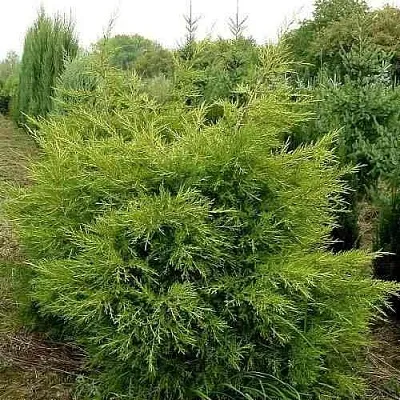 Можжевельник КУРИВАО ГОЛД китайский  Можжевельник КУРИВАО ГОЛД китайский в Оренбурге