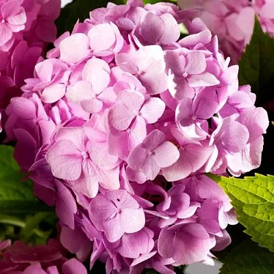 Гортензия БУКЕТ РОУЗ крупнолистная  Гортензия БУКЕТ РОУЗ крупнолистная в Оренбурге