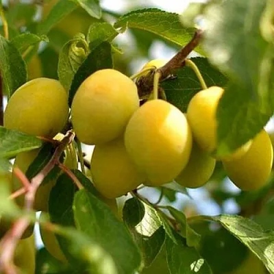 Слива ОЧАКОВСКАЯ ЖЕЛТАЯ в Оренбурге