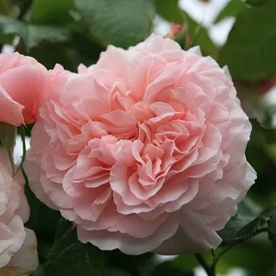 Саженцы роз РОЗ ДЕ ТОЛБИАК плетистая  Саженцы роз РОЗ ДЕ ТОЛБИАК плетистая в Оренбурге