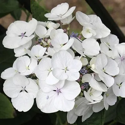 Гортензия ЛИБЕЛЛЕ крупнолистная в Оренбурге