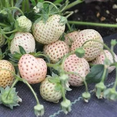 Клубника АНАНАСА ремонтантная в Оренбурге