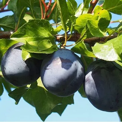 Слива ВОЛАТ в Оренбурге