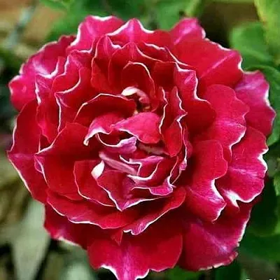 Саженцы роз БАРОН ЖИРО ДЕ ЛЕН ремонтантная в Оренбурге