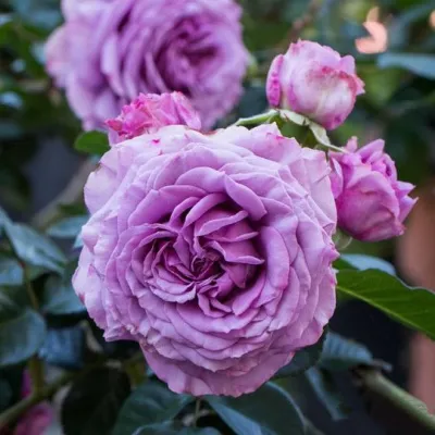 Саженцы роз СИЛЬВЕР КВИК плетистая в Оренбурге