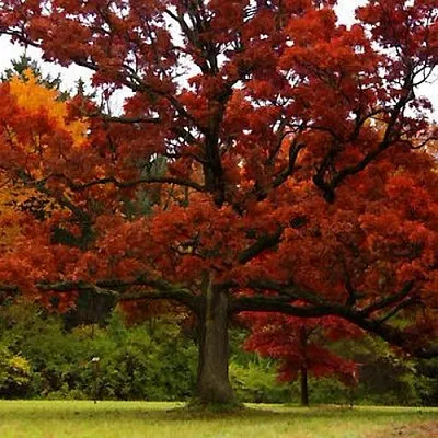 Дуб Дуб в Оренбурге