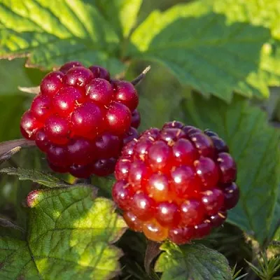 Княженика ЛИНДА в Оренбурге