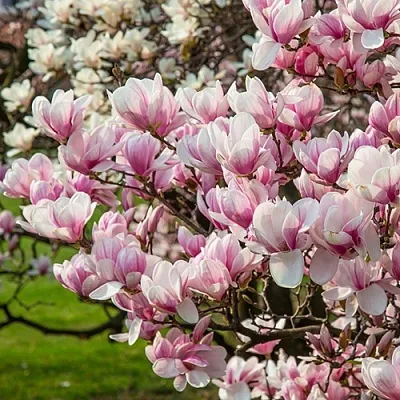 Магнолия  Магнолия в Оренбурге