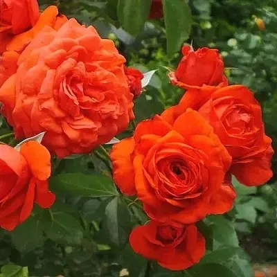 Саженцы роз МАЙНТАУЭР плетистая  Саженцы роз МАЙНТАУЭР плетистая в Оренбурге