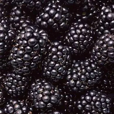 Ежевика ОРКАН бесшипная в Оренбурге