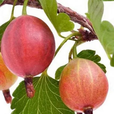 Крыжовник ЯРКИЙ  Крыжовник ЯРКИЙ в Оренбурге