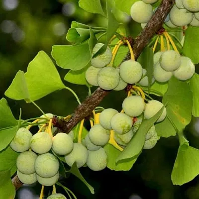 Гинкго билоба Гинкго билоба в Оренбурге