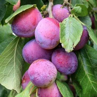 Слива БЛЮ СВИТ колонновидная  в Оренбурге