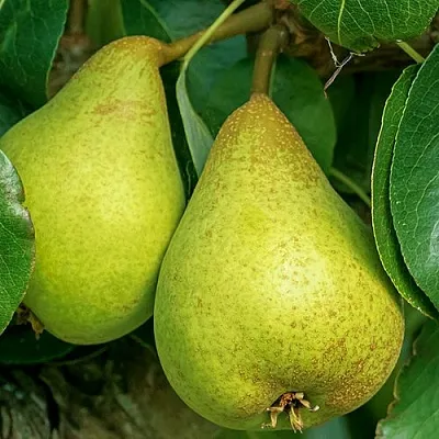 Груша Г-6 колонновидная в Оренбурге