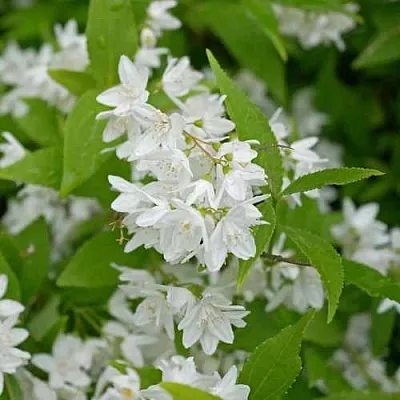 Дейция шершавая  Дейция шершавая в Оренбурге